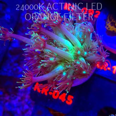 Goniopora GREEN-BLUE LONG POLYP (01.02.2026) KR-045  4cm