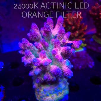 Acropora MILLEPORA RAINBOW (03.03.2026)  11cm