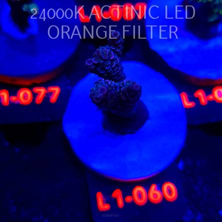 Acropora millepora PINK AUSTRALIA (11.10.2025) L1-060  6cm