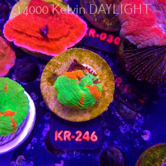 Scolymia Australis BLEEDING APPLE (19.09.2026) KR-246  3cm