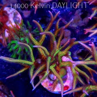 Seriatopora hystrix YELLOW (06.05.2025)  12cm