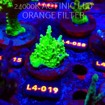 Acropora AUSTERA BANANA (07.01.2026) L4-019  5cm