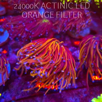Euphyllia glabrescens NY KNICKS TORCH (19.09.2026) KR-291  2+ HEADS