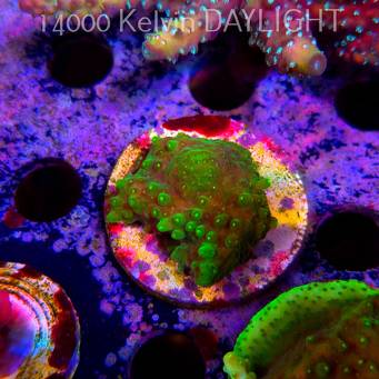 Acropora WWC Castells Banana (24.05.2025) L2-III-2  4cm