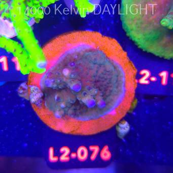 Acropora sp AUSTRALIA (12.11.2025) L2-076  3cm