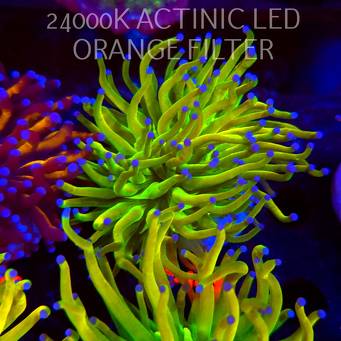 Euphyllia glabrescens OG HOLY GRAIL TORCH (17.01.2026) KR-143