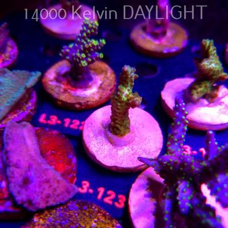 Acropora sp. PREMIUM AUSTRALIA (11.09.2026) L3-123  5cm