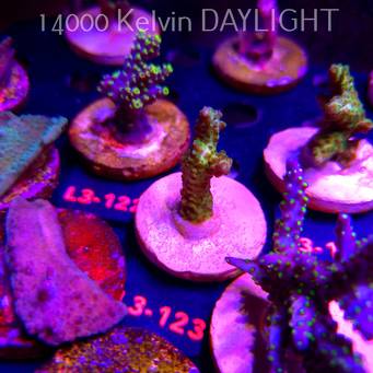 Acropora sp. PREMIUM AUSTRALIA (11.09.2026) L3-123  5cm