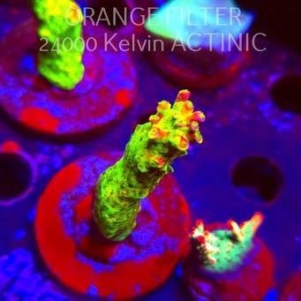 Acropora JMC SIGNATURE ABRO PRIV ACRO (08.04.2025) MM6-I-9  8cm