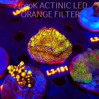Montipora danae RAINBOW (11.09.2026) L3-181  5cm