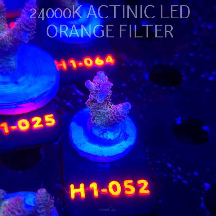 Acropora MILLEPORA RAINBOW (02.11.2025) H1-052  3cm