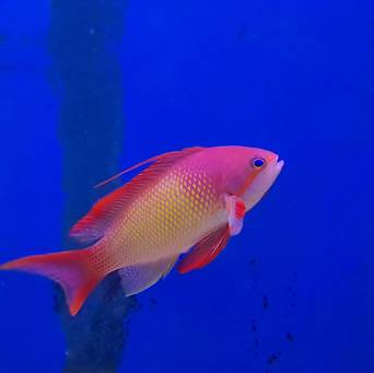 Pseudanthias Squamipinnis samiec 7 cm
