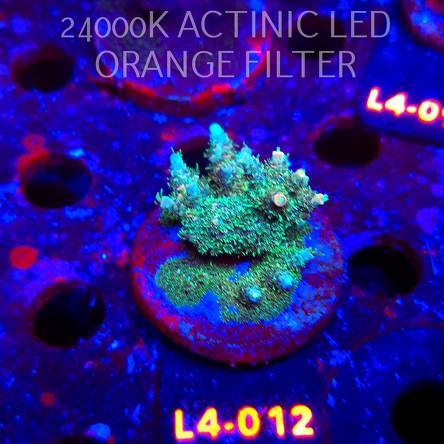 Acropora sp. PREMIUM AUSTRALIA  (07.01.2026) L4-012  5cm