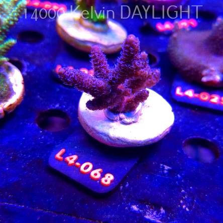Acropora sp. PREMIUM AUSTRALIA (20.05.2026) L4-068  6cm