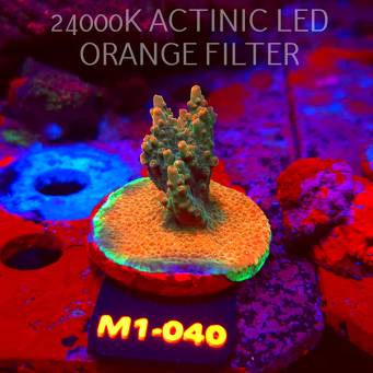 Acropora JMC SPECIAL (12.06.2026) M1-040  5cm