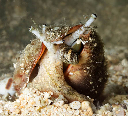 Strombus urceus 2cm