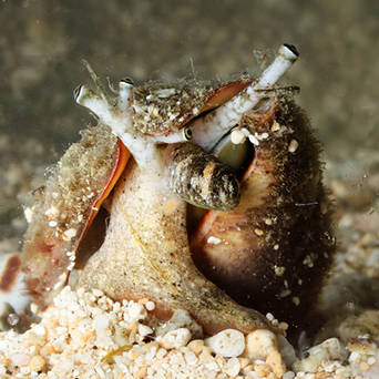 Strombus urceus 2cm