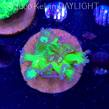 Goniopora JMC TOXIC GLITTER (15.03.2025)  3cm