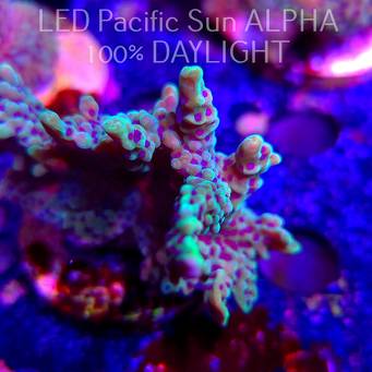 Montipora peltiformis (23.01.2025)  8cm