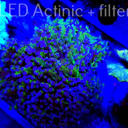 Euphyllia cristata (15.11.2021) DROP