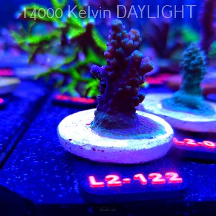 Acropora sp. AUSTRALIA (12.11.2025) L2-122  5cm