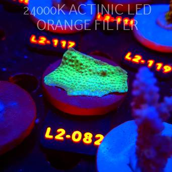 Acropora sp. PREMIUM AUSTRALIA (14.08.2026) L2-082  5cm