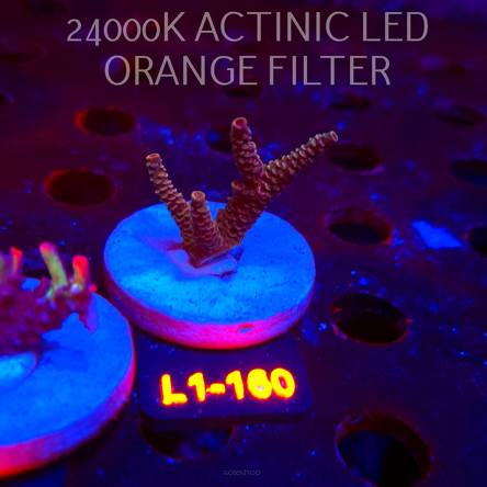 Acropora sp. PREMIUM AUSTRALIA  (01.08.2026) L1-160  6cm