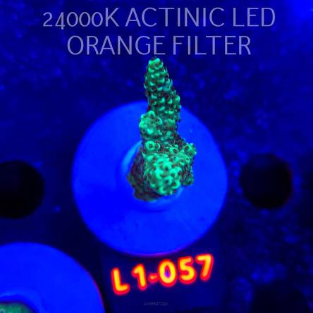 Acropora sp. URANIUM (09.10.2025) L1-057  5cm