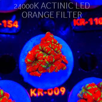 Acanthastrea lordhowensis CHRISTMAS ACAN (03.01.2026) KR-009  4cm