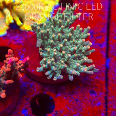 Acropora granulosa ULTRA (06.11.2025) MM1-II-16  7cm