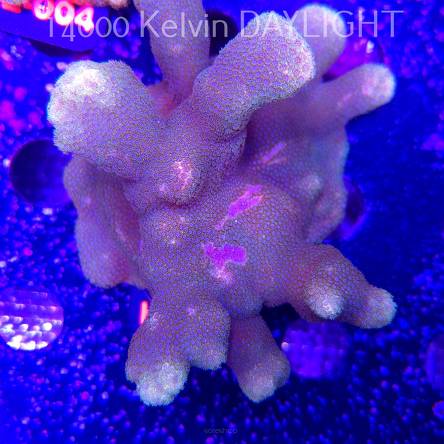 Porites cylindrica YELLOW (02.12.2025) H2-  13cm