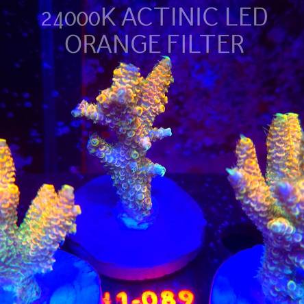 Acropora MILLEPORA ELECTRIC ORANGE JAWDROPPER (02.11.2025) H1-089  7cm