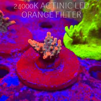 Acropora JMC SPECIAL RED (06.11.2025) MM1-III-31  2cm