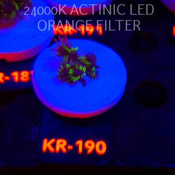 Galaxea fascicularis GREEN (17.01.2026) KR-170  2cm