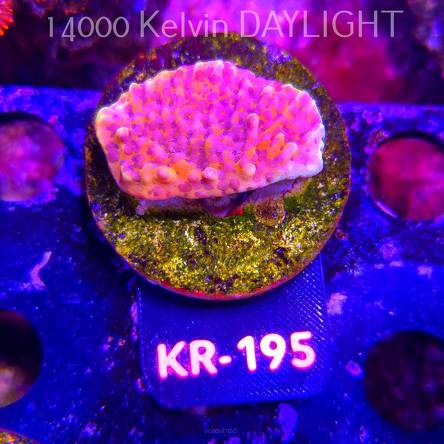 Montipora JASON FOX BRAIN FREEZE (01.09.2026) KR-195  4cm