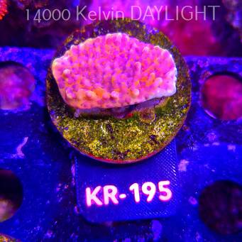 Montipora JASON FOX BRAIN FREEZE (01.09.2026) KR-195  4cm