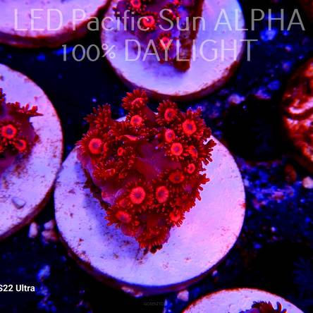 Goniopora SUPER RED Long Tentacle (17.01.2024)