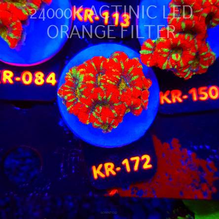 Acanthastrea lordhowensis CHRISTMAS ACAN (03.01.2026) KR-172  4cm