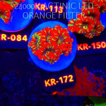 Acanthastrea lordhowensis CHRISTMAS ACAN (03.01.2026) KR-172  4cm