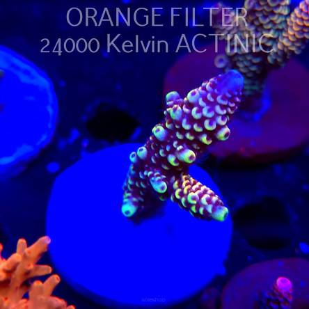 Acropora spathulata JMC DRAGON SCALES (04.10.2025)  6cm