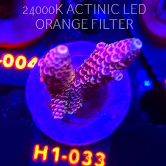 Acropora spathulata JMC DRAGON SCALES (04.02.2026) H1-033  6cm