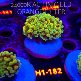Euphyllia paraancora AUSSIE GREEN HOLOGRAM HAMMER (01.07.2026) H1-182  2H