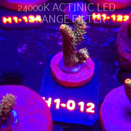 Acropora MILLEPORA RAINBOW (01.02.2026) H1-012  4cm