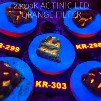  Platygyra EYE OF SAURON Maze Brain Coral (19.09.2026) KR-303  3cm