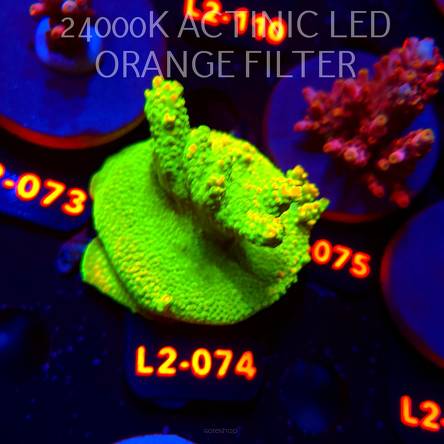 Acropora RR RAINBOW LOOM (14.08.2026) L2-074  6cm