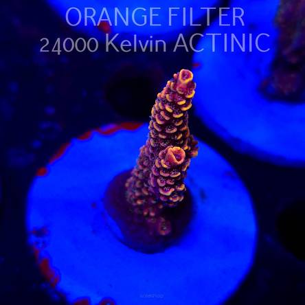 Acropora SPATHULATA RED (20.03.2025) L1-III-17  5cm