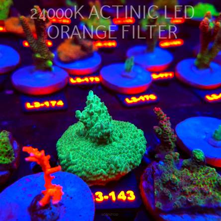 Acropora sp. PREMIUM AUSTRALIA (11.09.2026) L3-143  5cm