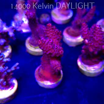 Acropora VERWEYI PC RAINBOW (04.10.2025)  5cm