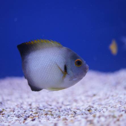 Centropyge vrolikii 5-6cm