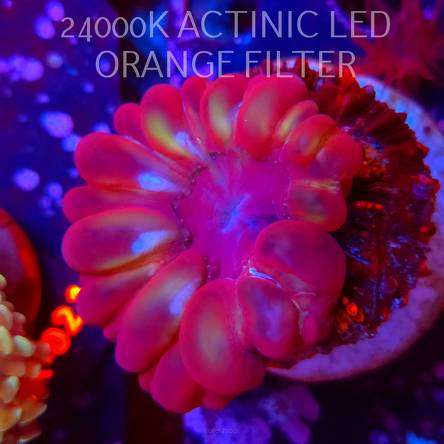 Cynarina Lacrymalis ULTRA RED Australia (01.06.2026)  7cm